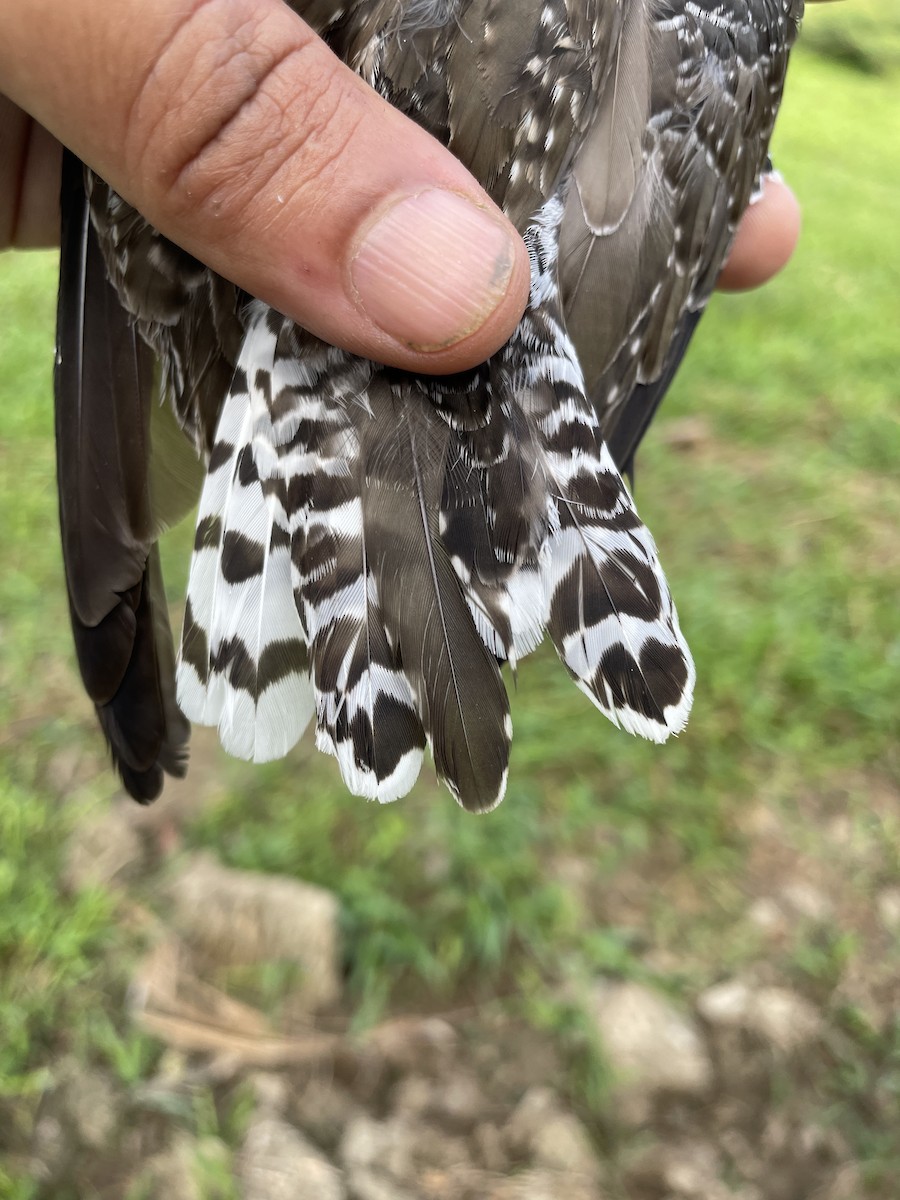 Solitary Sandpiper - ML647740725