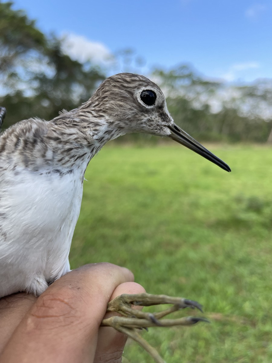 Solitary Sandpiper - ML647740727