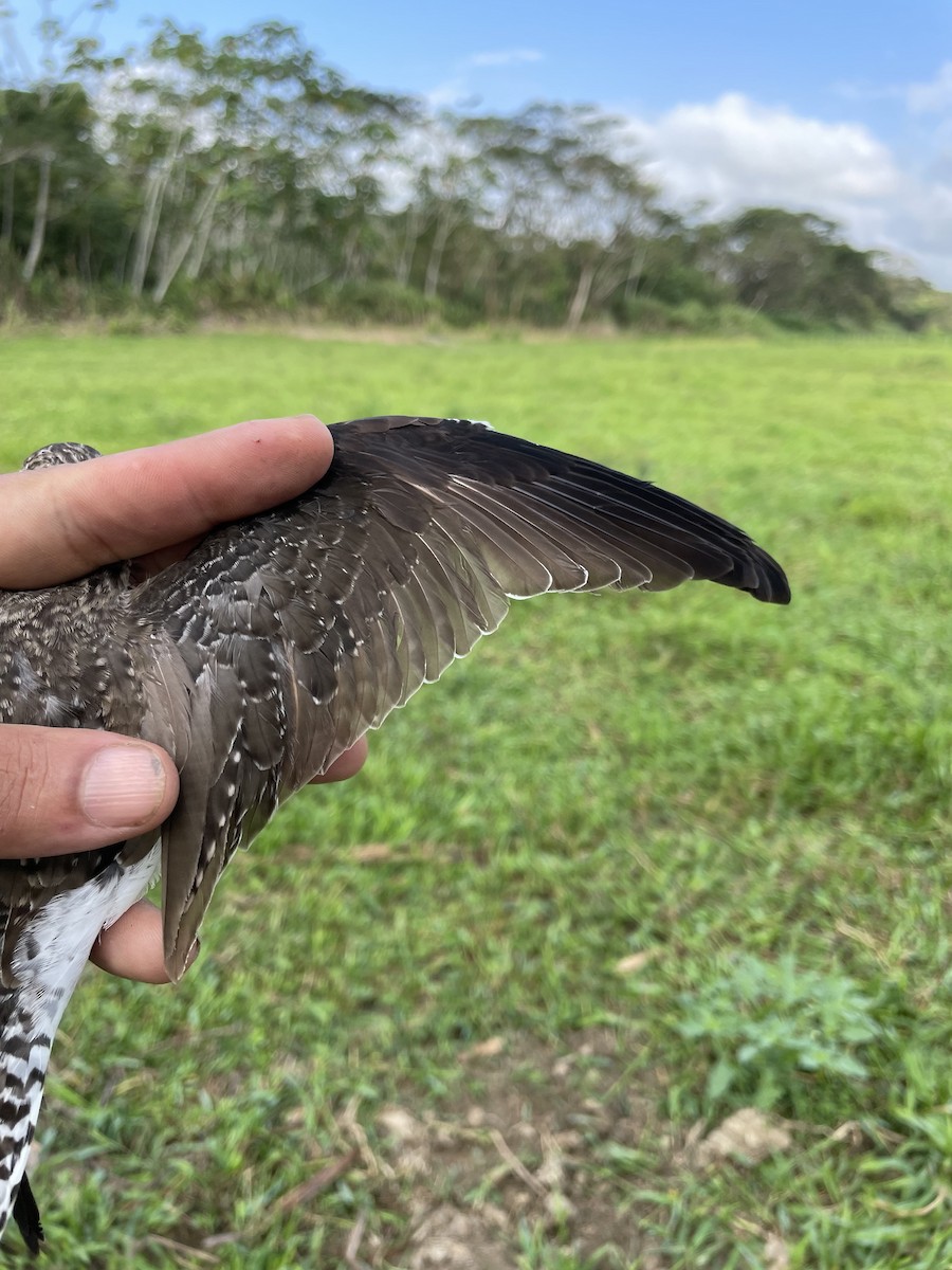 Solitary Sandpiper - ML647740728