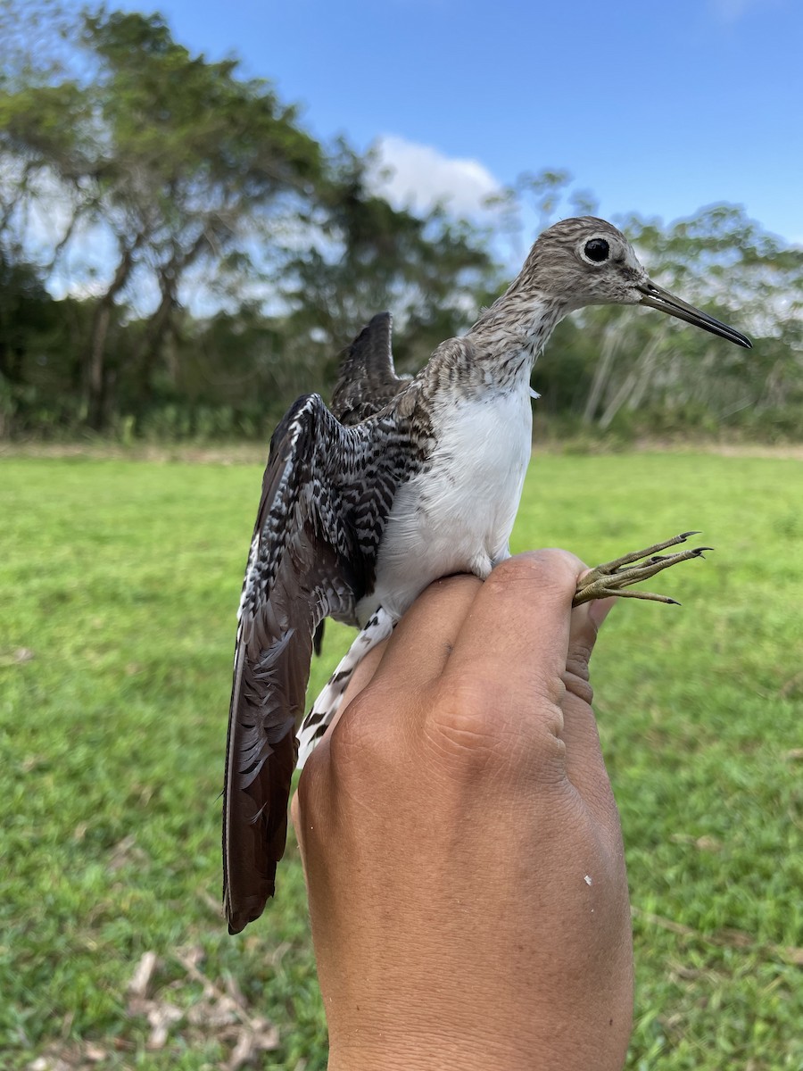 Solitary Sandpiper - ML647740729