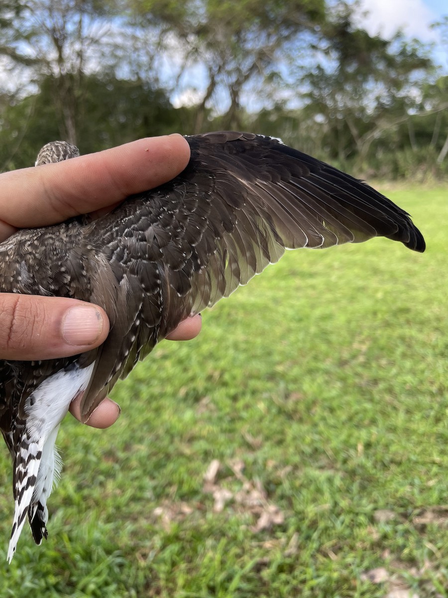 Solitary Sandpiper - ML647740731