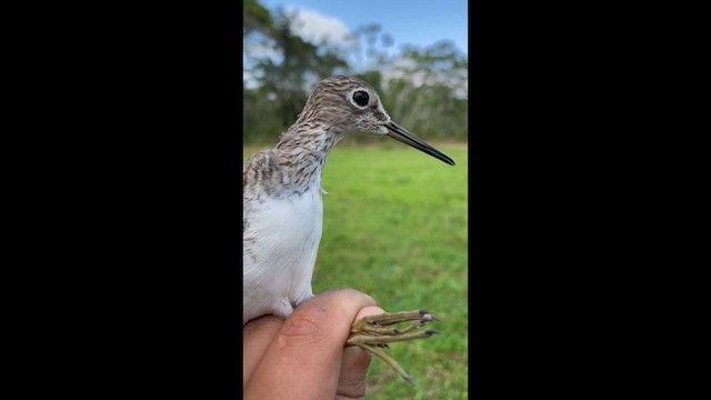 Solitary Sandpiper - ML647740732