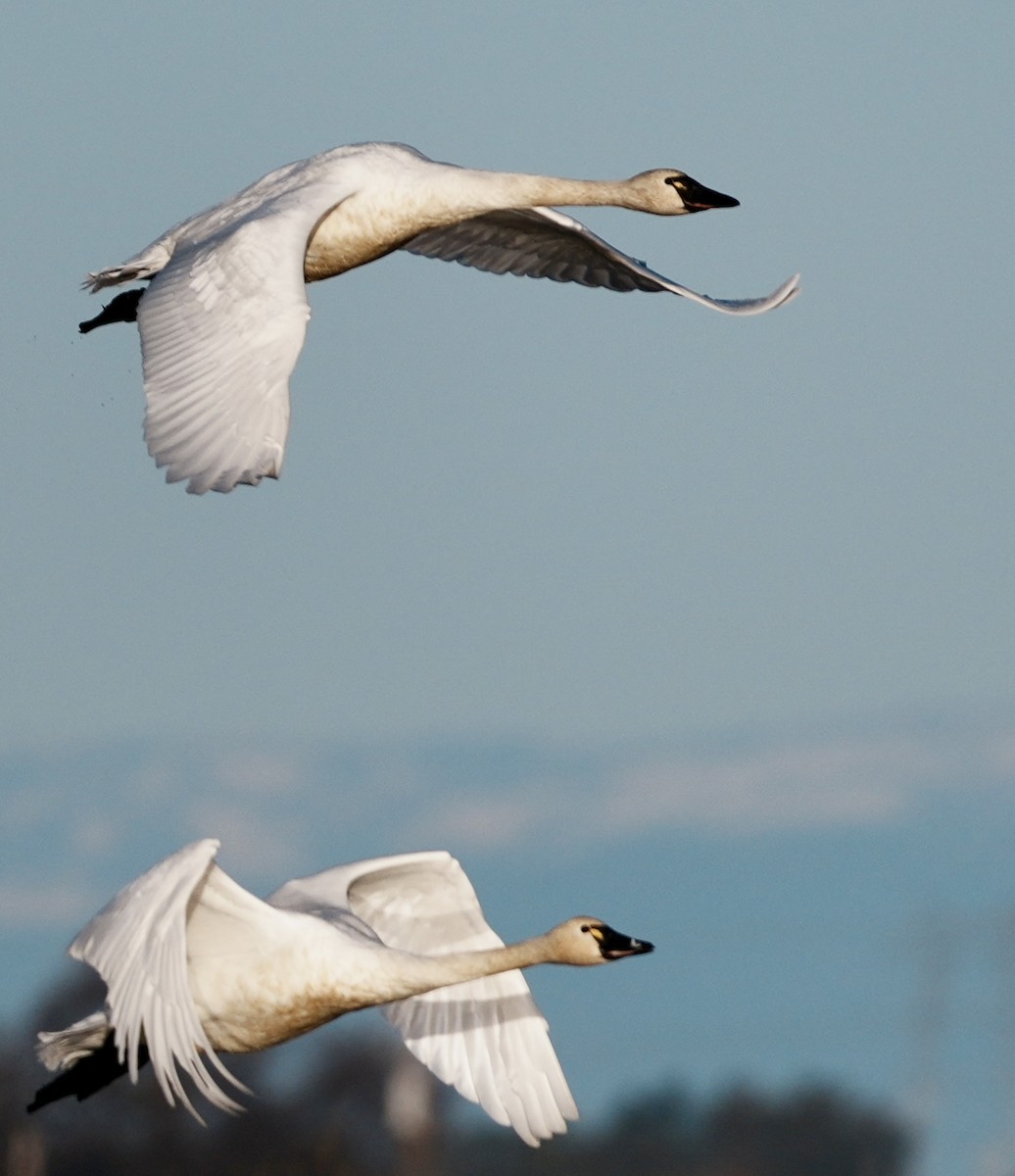 labuť malá - ML647740733