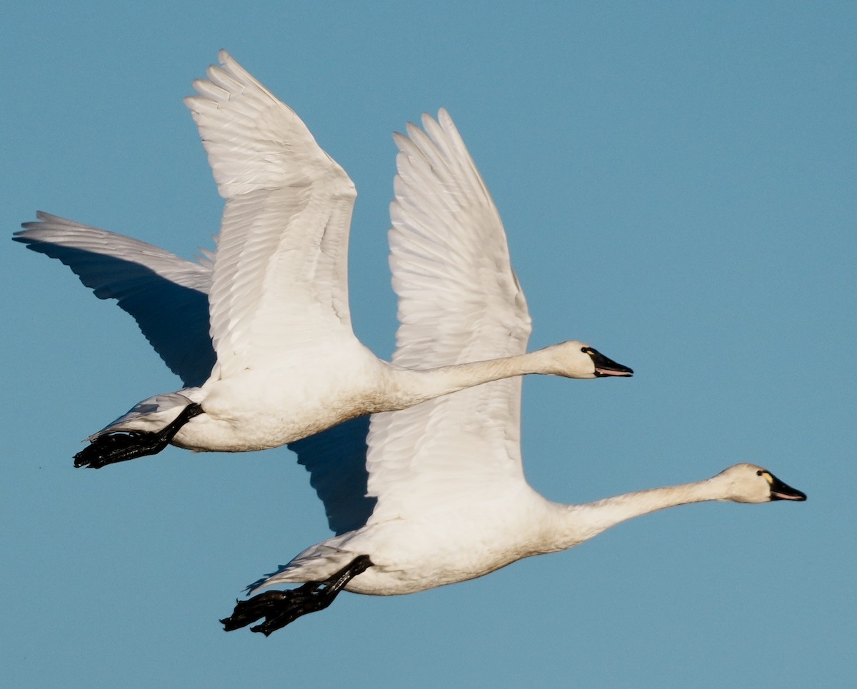 labuť malá - ML647740734