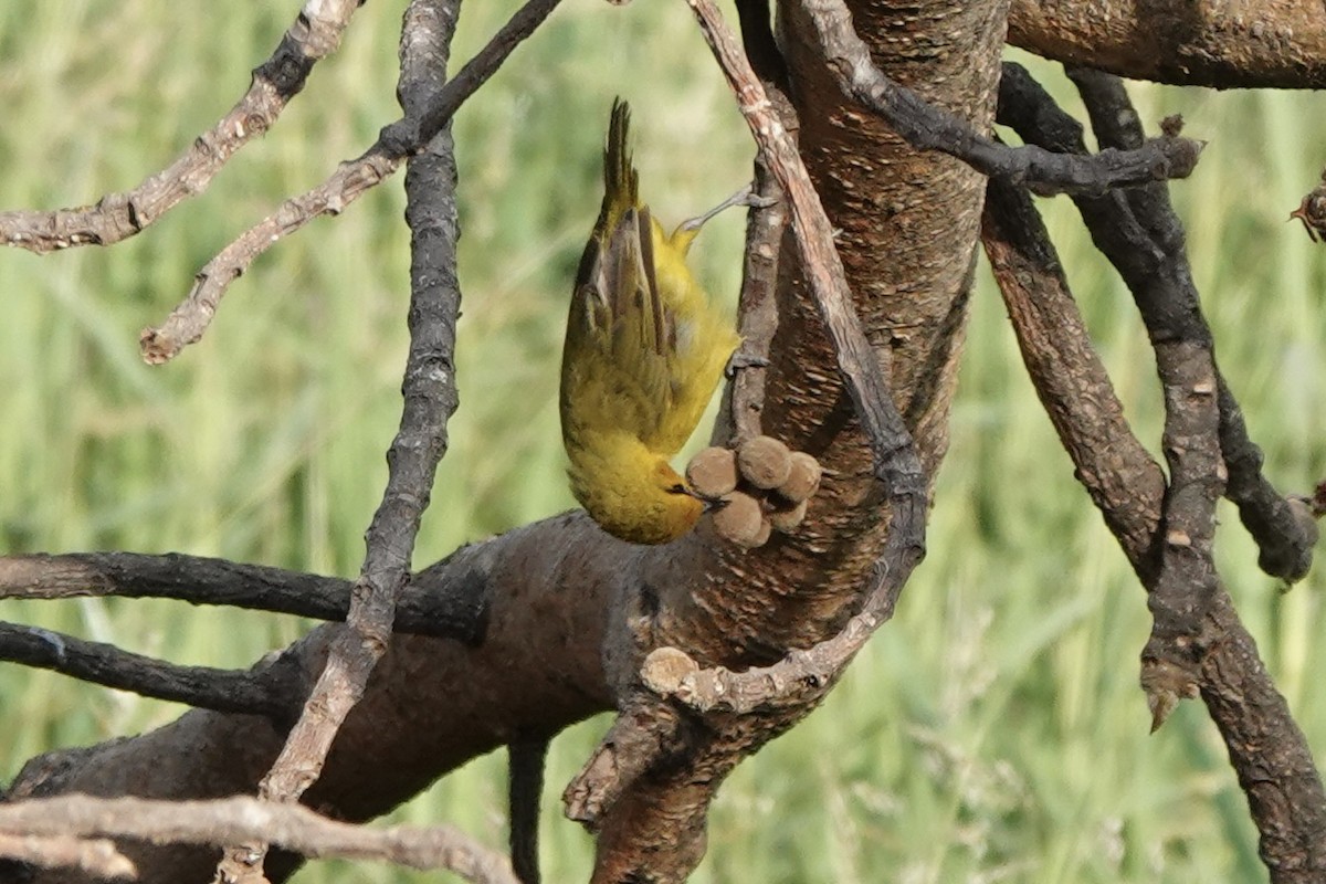 Spectacled Weaver - ML647740744