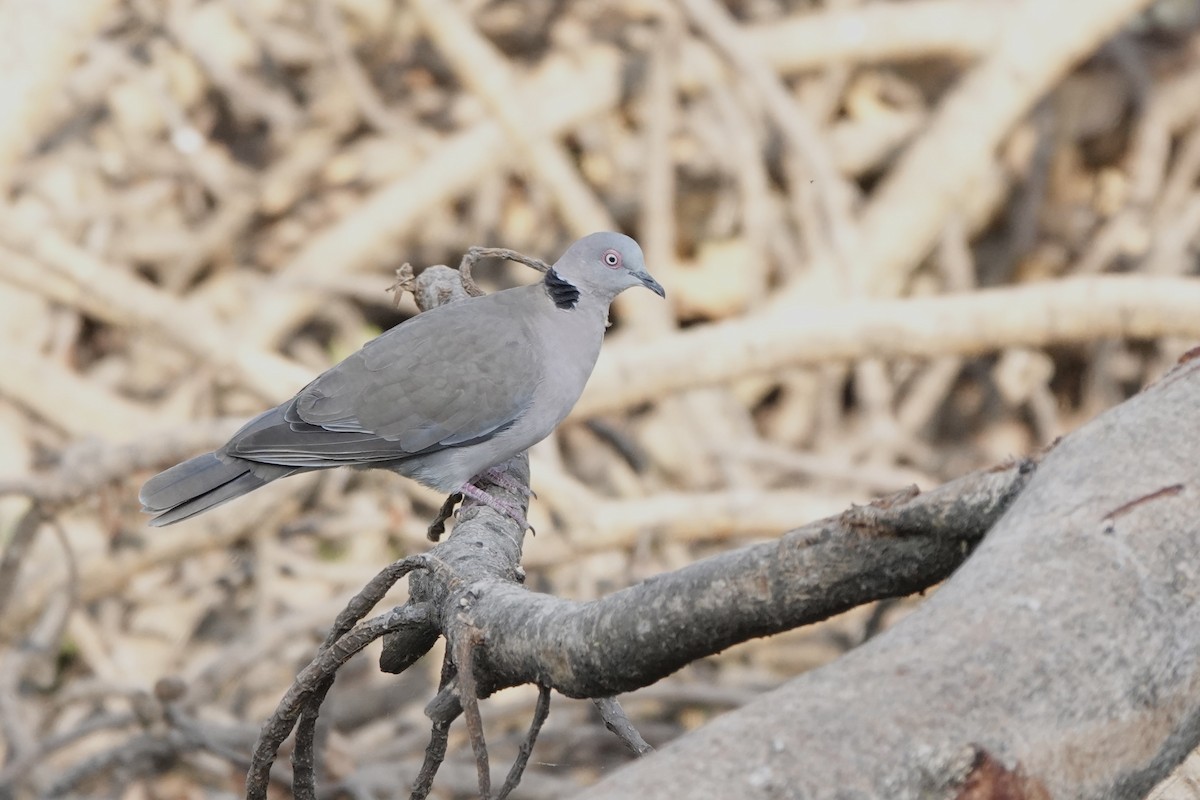 Mourning Collared-Dove - ML647740751