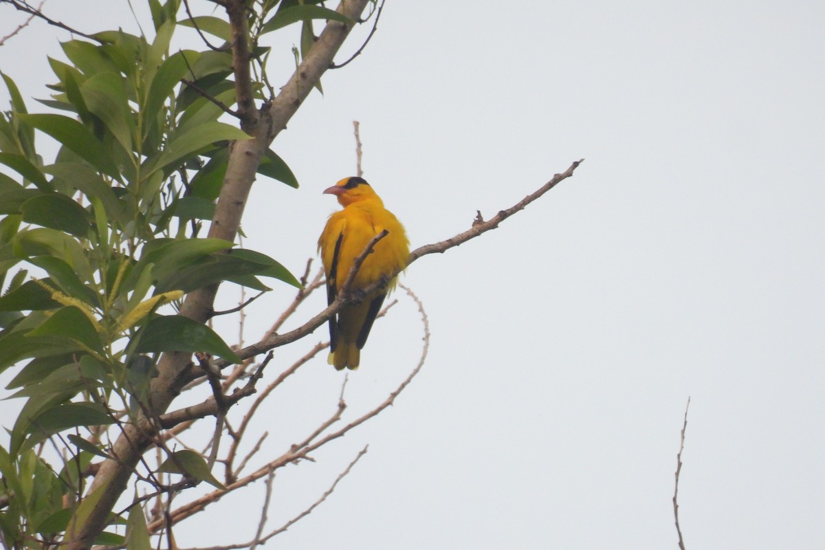 Китайская иволга - ML647740753