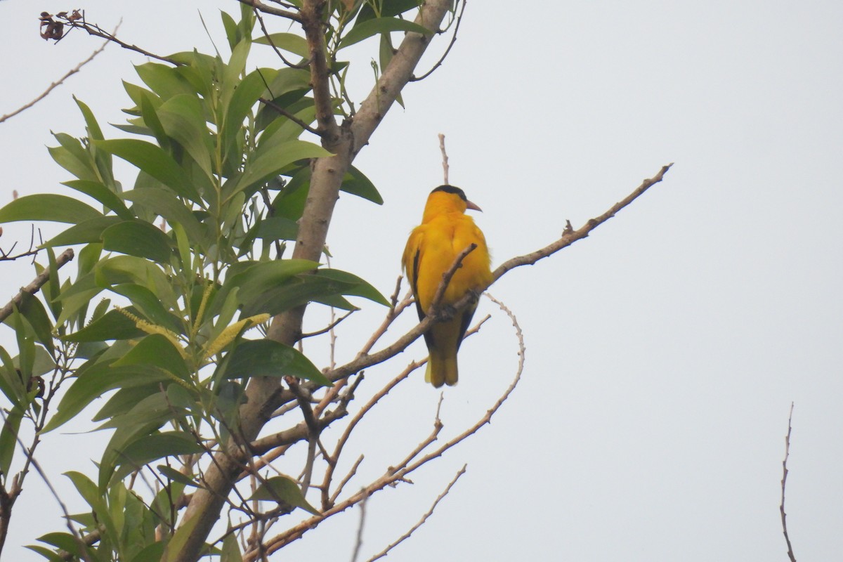 Китайская иволга - ML647740754