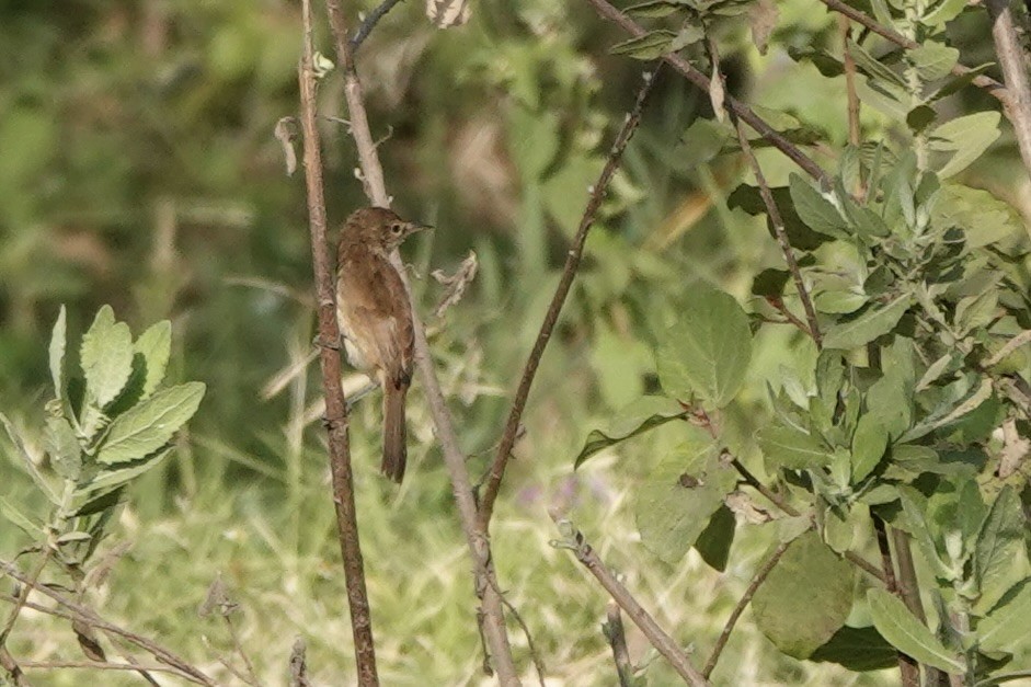 Lesser Swamp Warbler - ML647740756