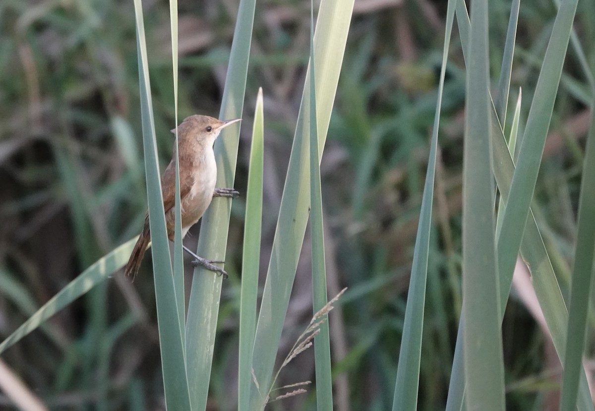 Lesser Swamp Warbler - ML647740761