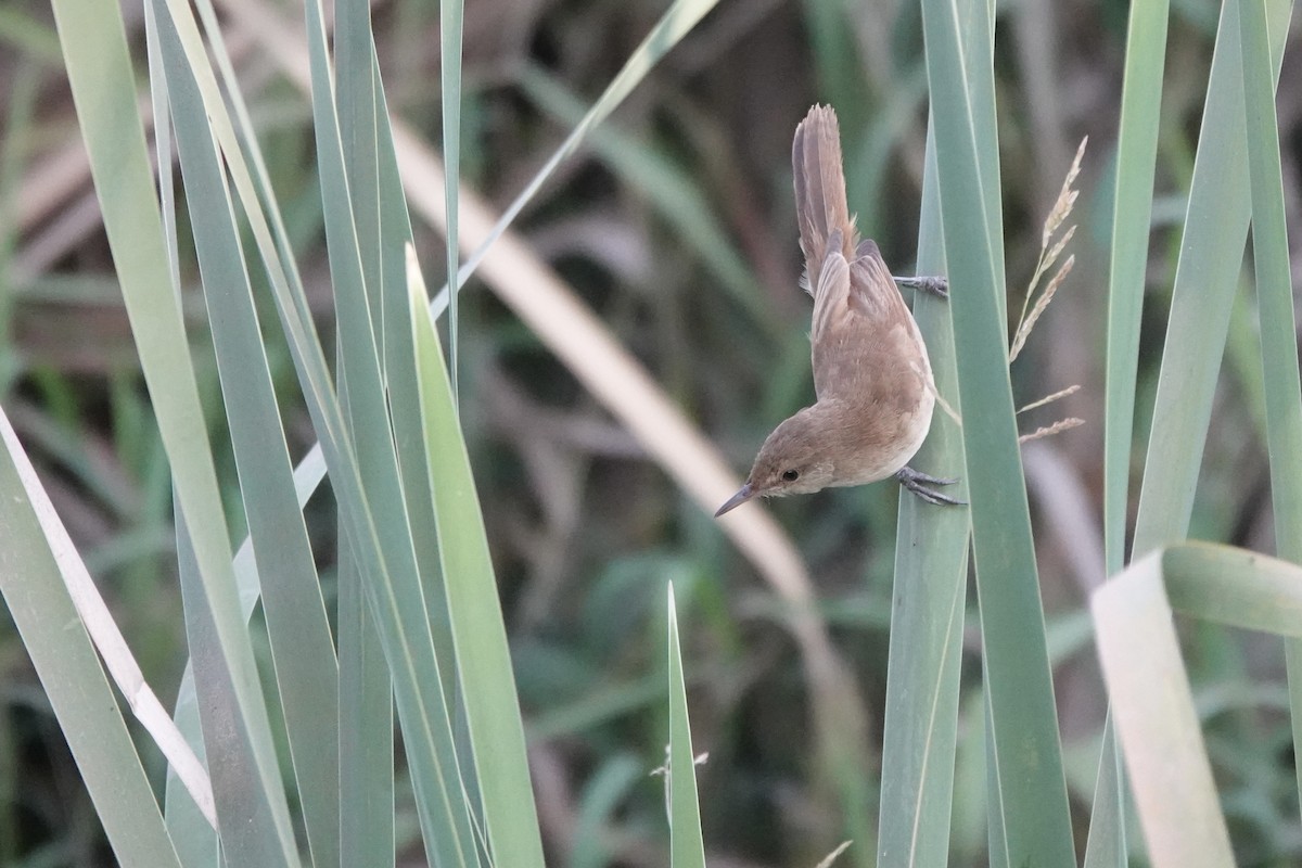 Lesser Swamp Warbler - ML647740763
