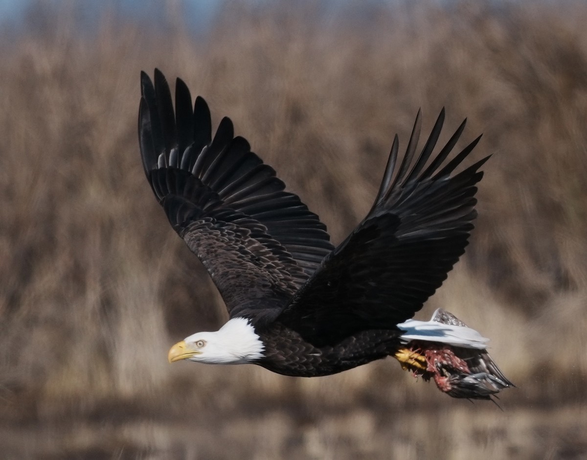 Itsas arrano buruzuria - ML647740764