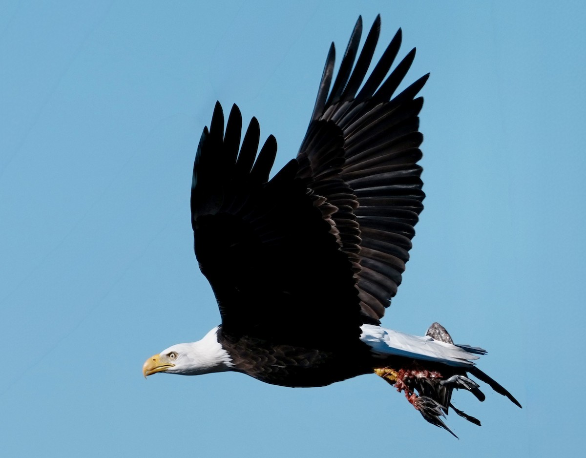 Itsas arrano buruzuria - ML647740765