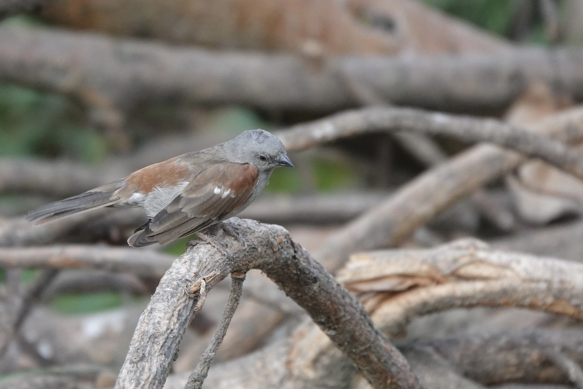 Swainson's Sparrow - ML647740770