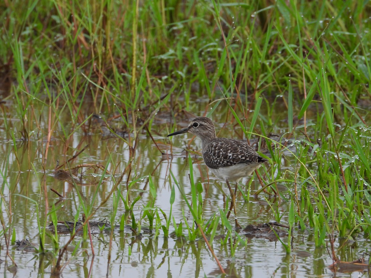 vodouš bahenní - ML647740771