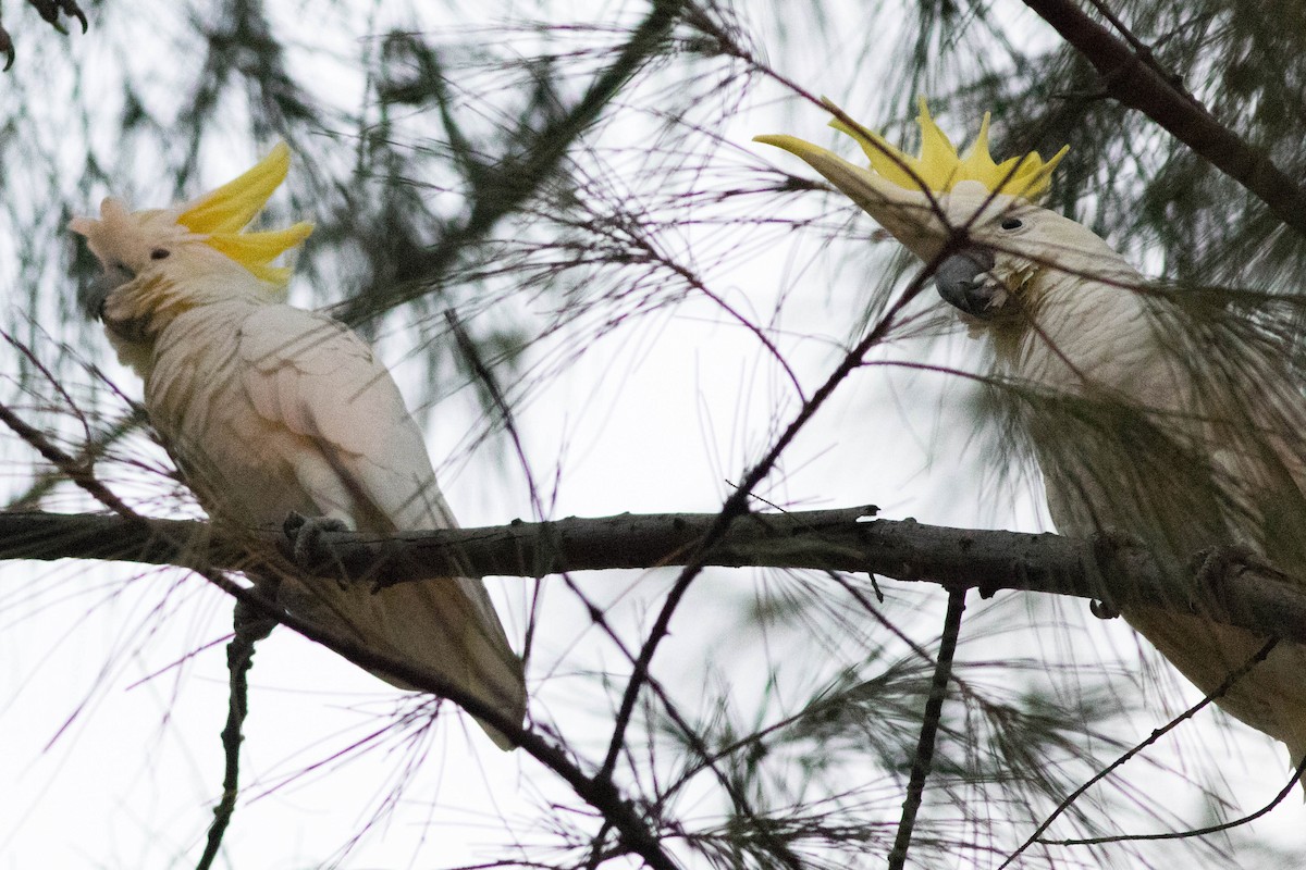 Малый желтохохлый какаду - ML647740779