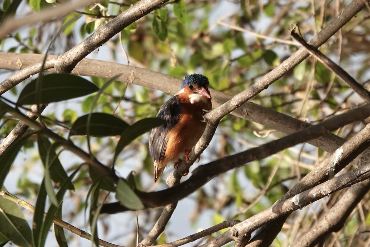 Malachite Kingfisher - ML647740780
