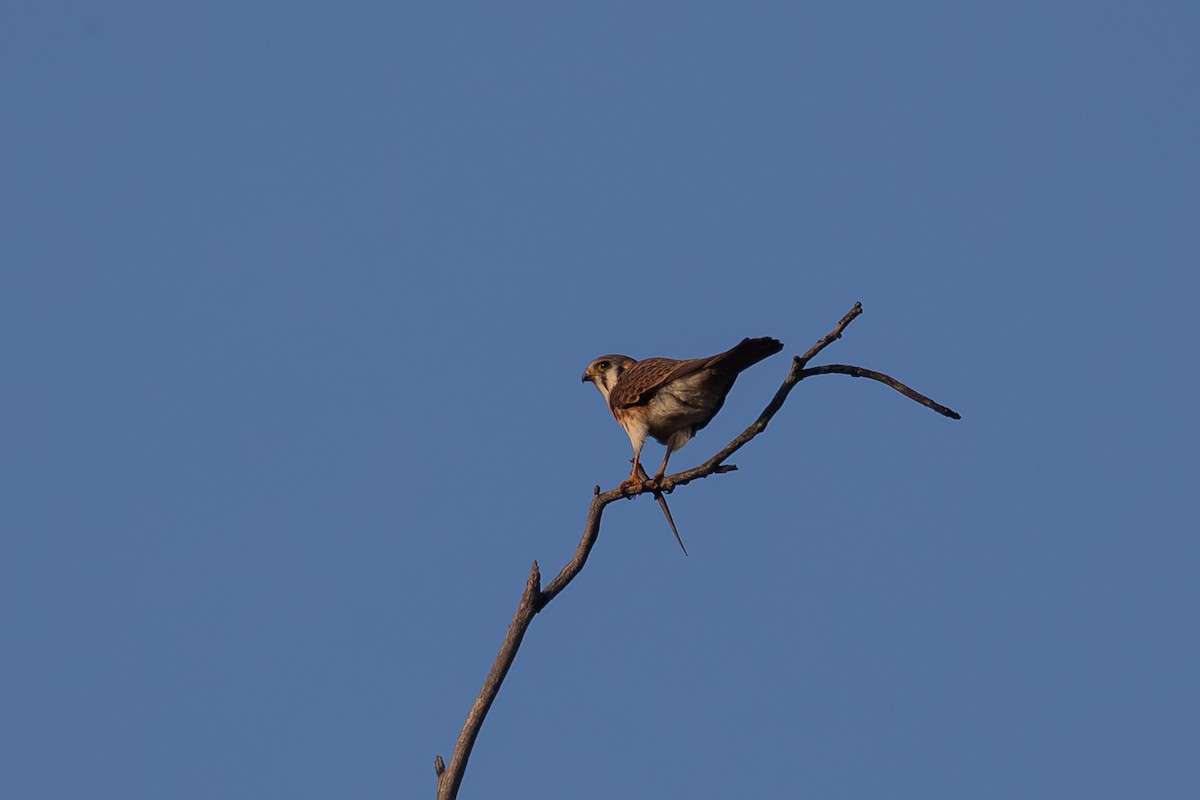 Воробьиная пустельга - ML647740781