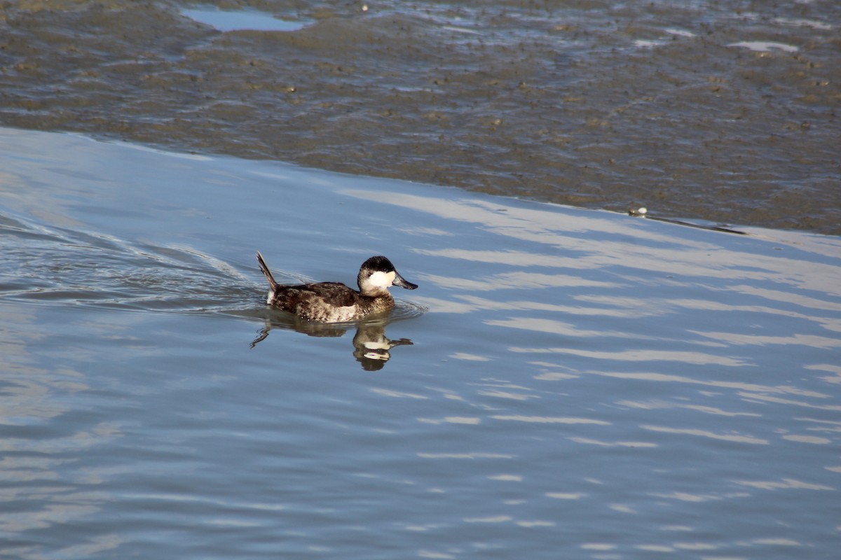 Американская савка - ML647740782