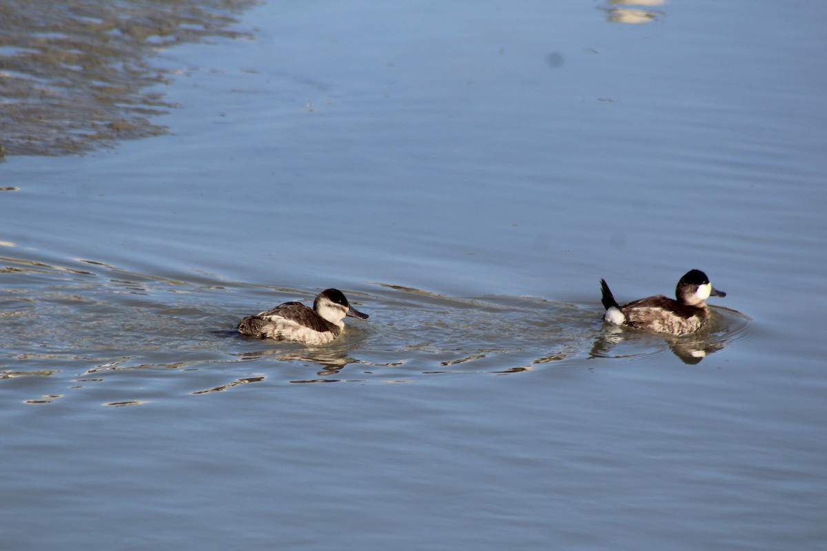 Американская савка - ML647740783