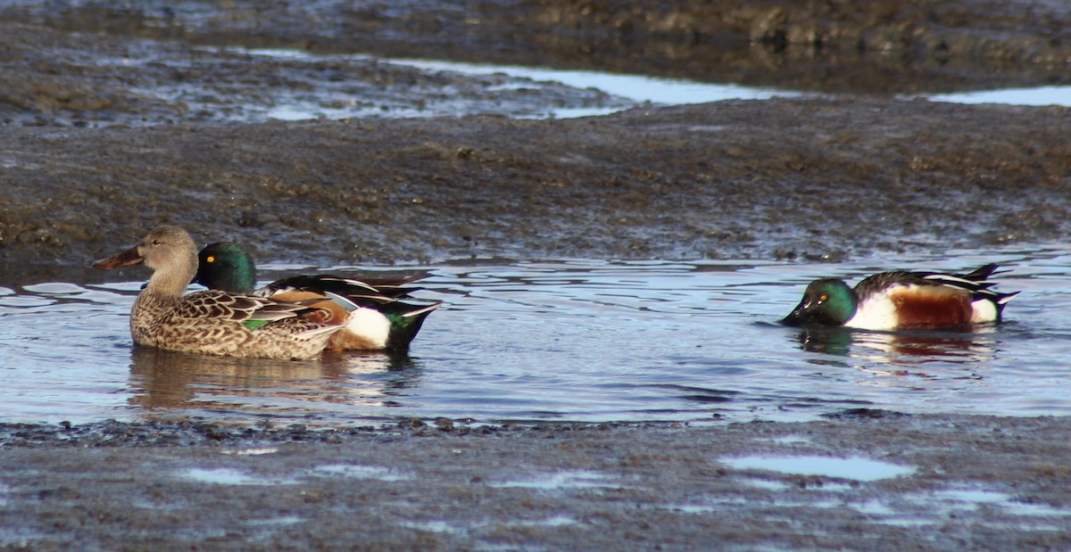 Широконоска - ML647740784