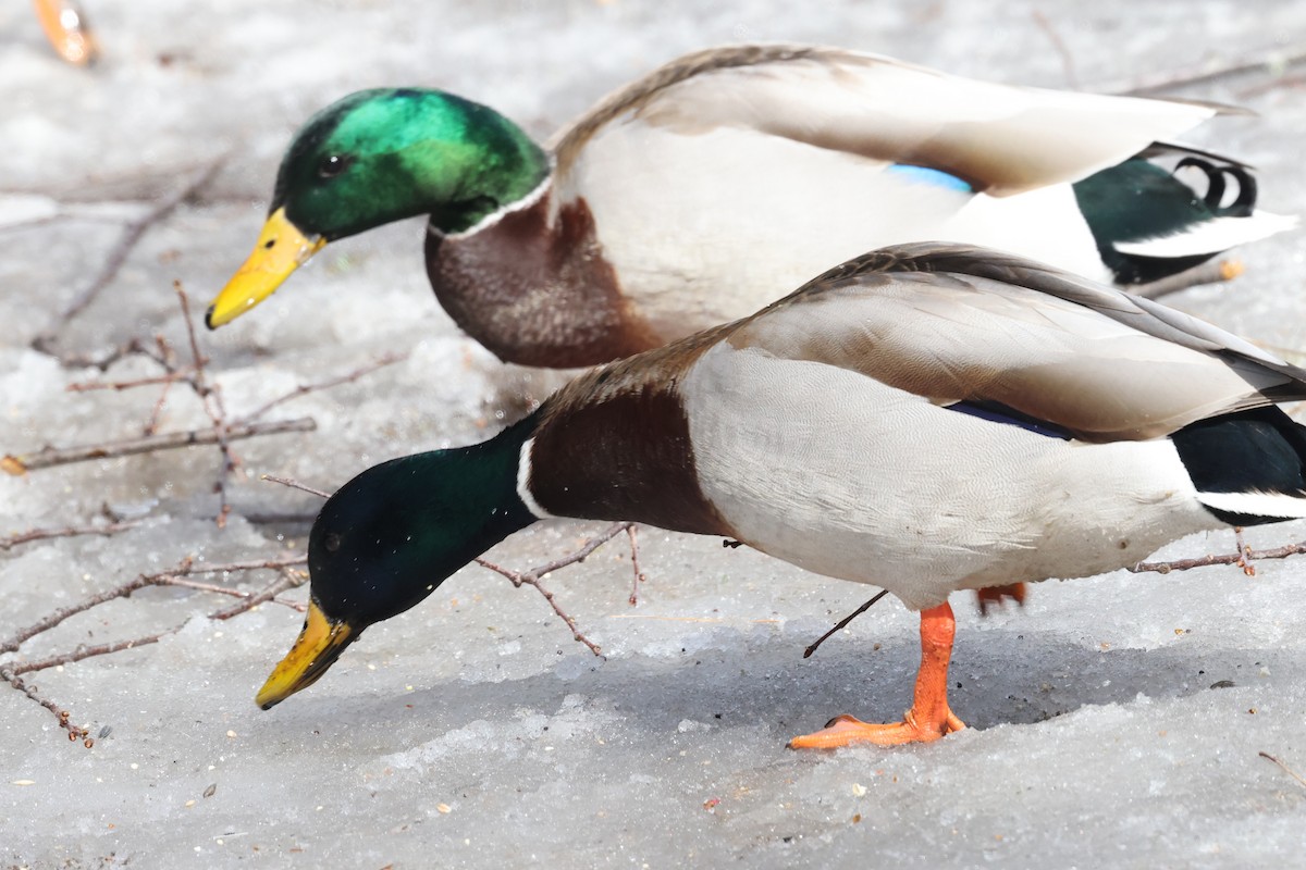 Кряква - ML647740787