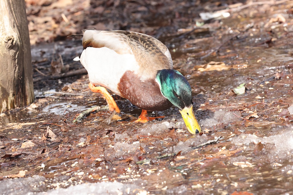 Кряква - ML647740788