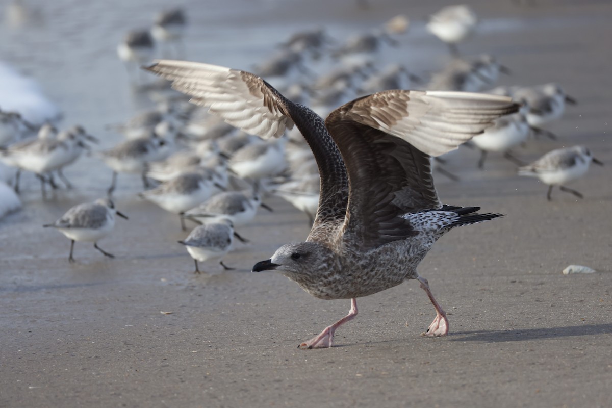 Американская чайка - ML647740791