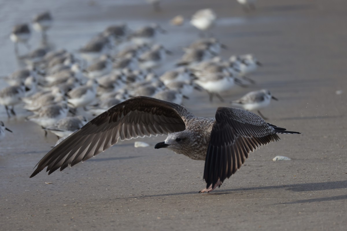 Американская чайка - ML647740792