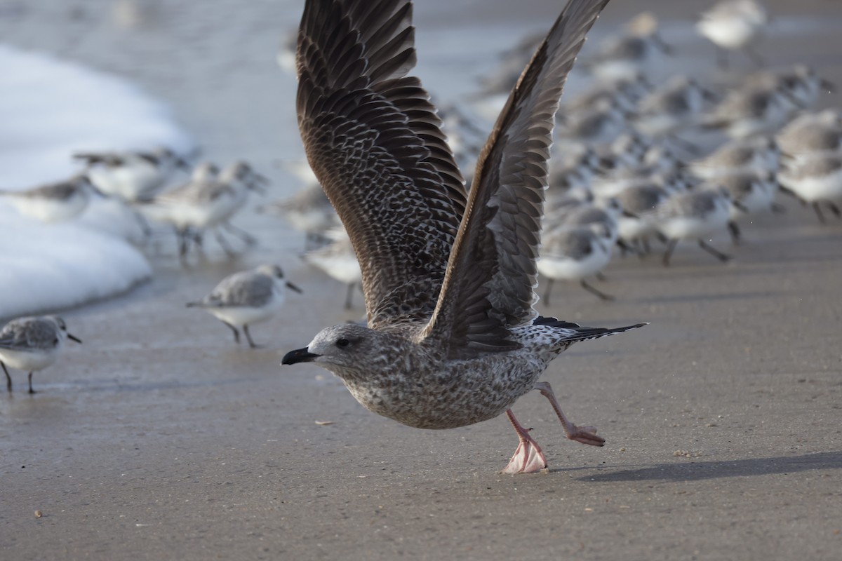 Американская чайка - ML647740793