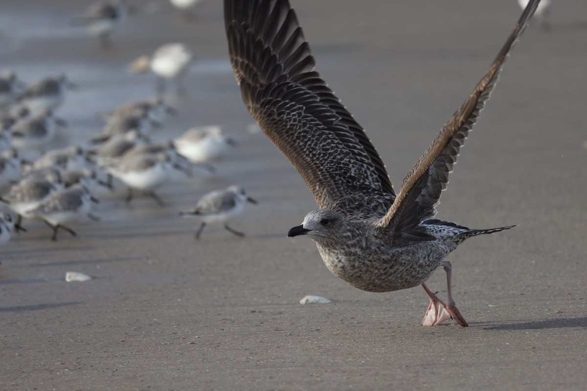 Американская чайка - ML647740794