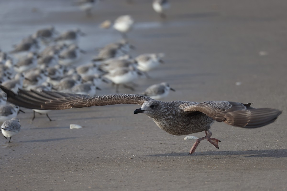 Американская чайка - ML647740795