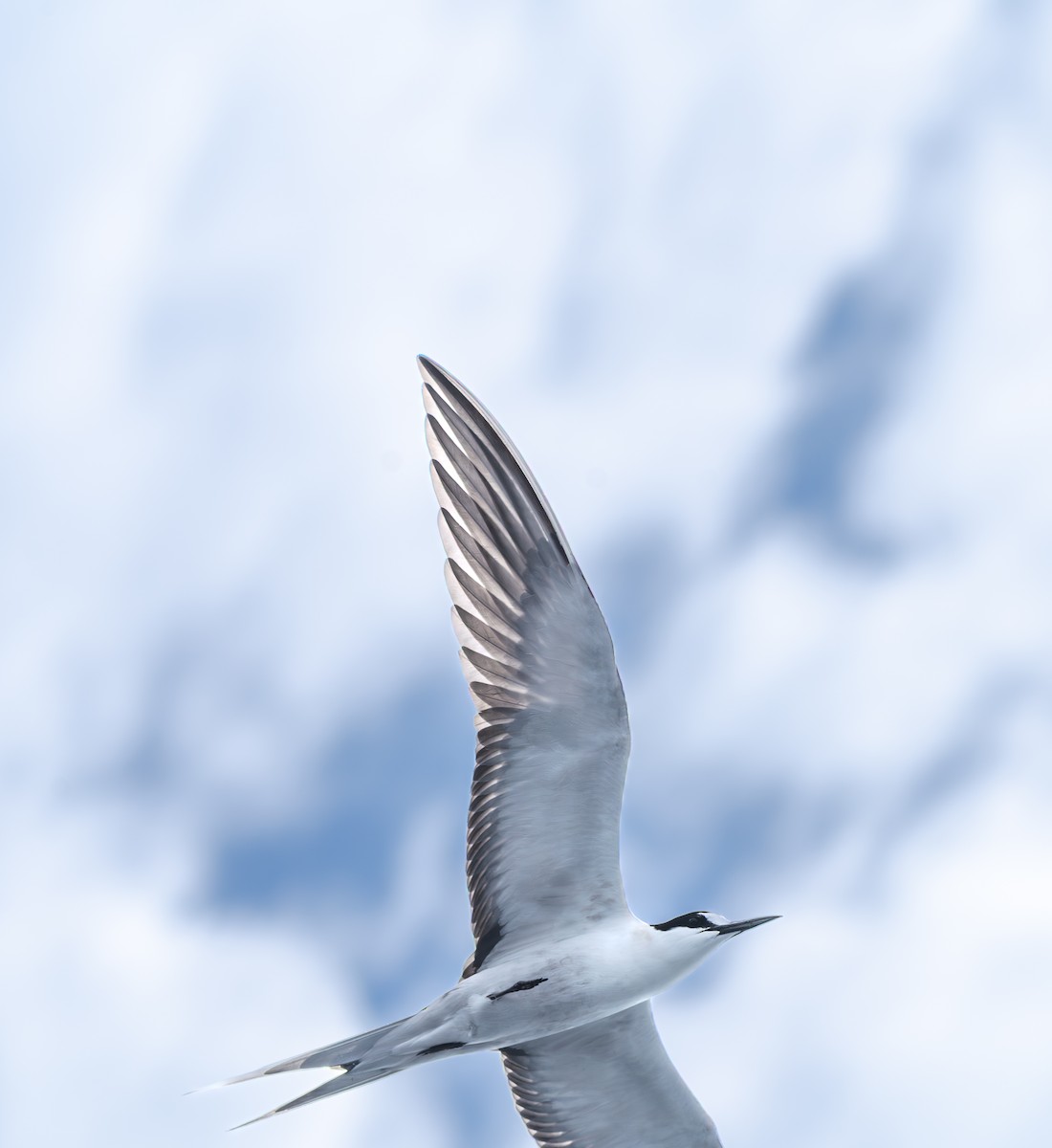 Тёмная крачка - ML647740798