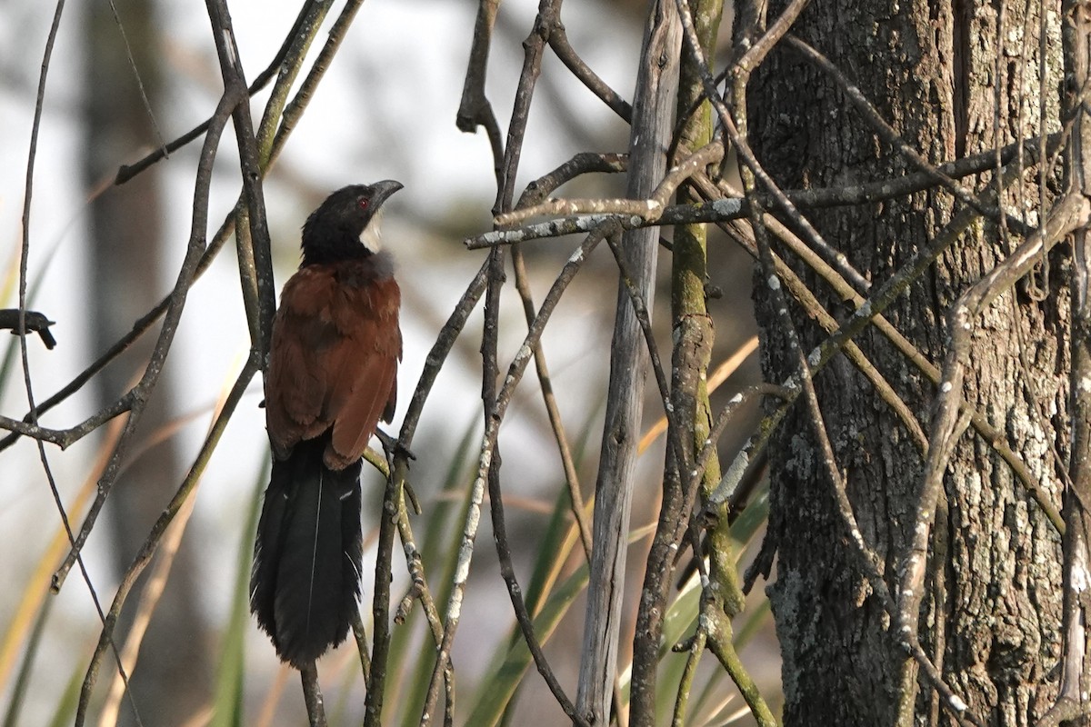 Синеголовый кукаль - ML647740799