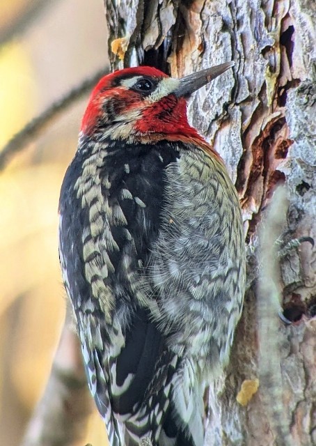 Red-naped x Red-breasted Sapsucker (hybrid) - ML647740800