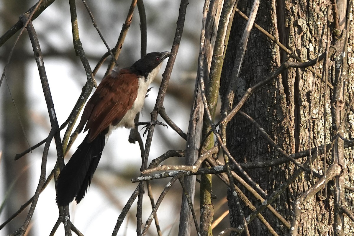 Синеголовый кукаль - ML647740801