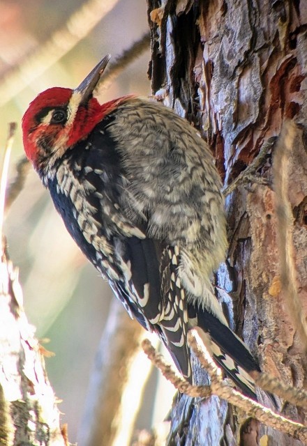 Red-naped x Red-breasted Sapsucker (hybrid) - ML647740803
