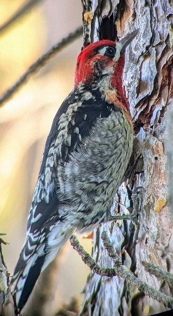 Red-naped x Red-breasted Sapsucker (hybrid) - ML647740806