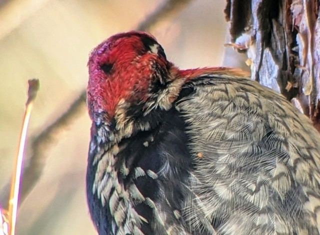 Red-naped x Red-breasted Sapsucker (hybrid) - ML647740808