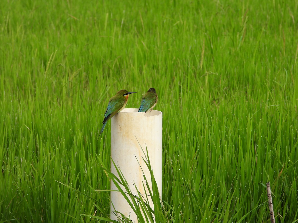 Синехвостая щурка - ML647740809