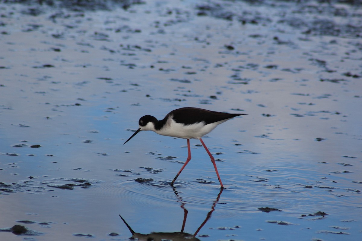 Американский ходулочник - ML647740811