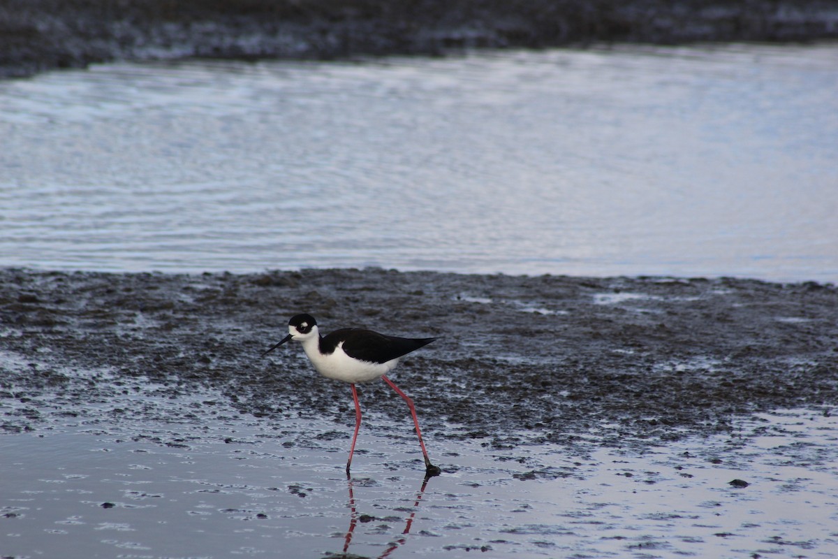 Американский ходулочник - ML647740812