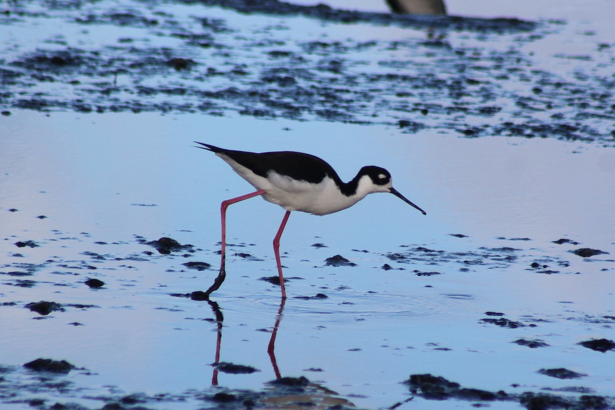 Американский ходулочник - ML647740813