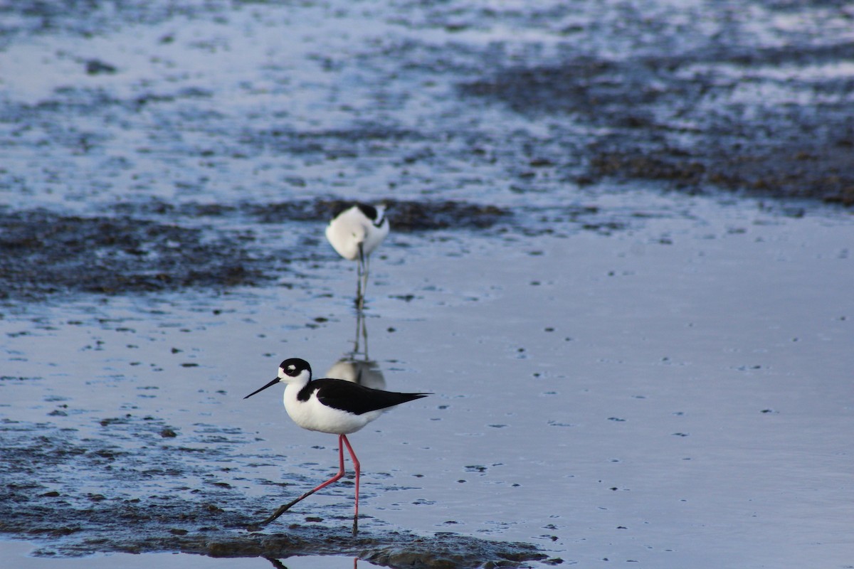 Американский ходулочник - ML647740814