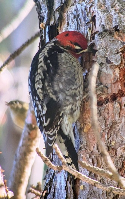 Red-naped x Red-breasted Sapsucker (hybrid) - ML647740816