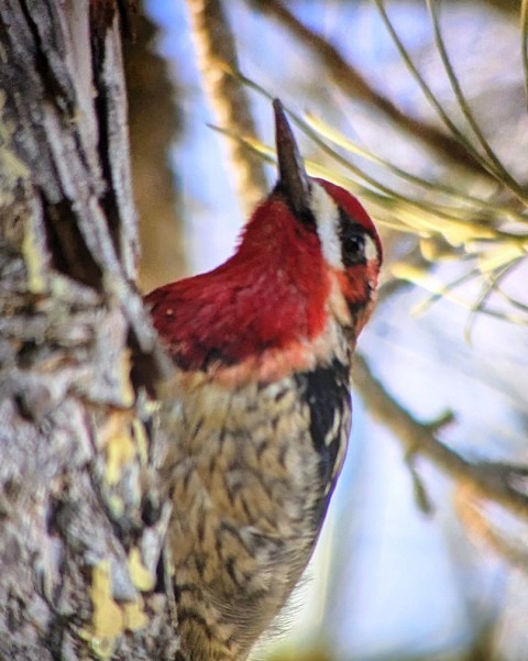 Red-naped x Red-breasted Sapsucker (hybrid) - ML647740817