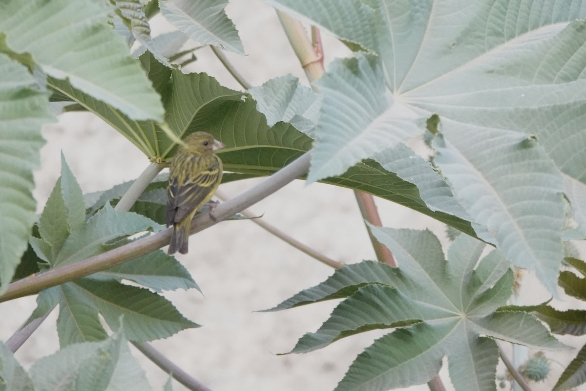 Эфиопский канареечник - ML647740822