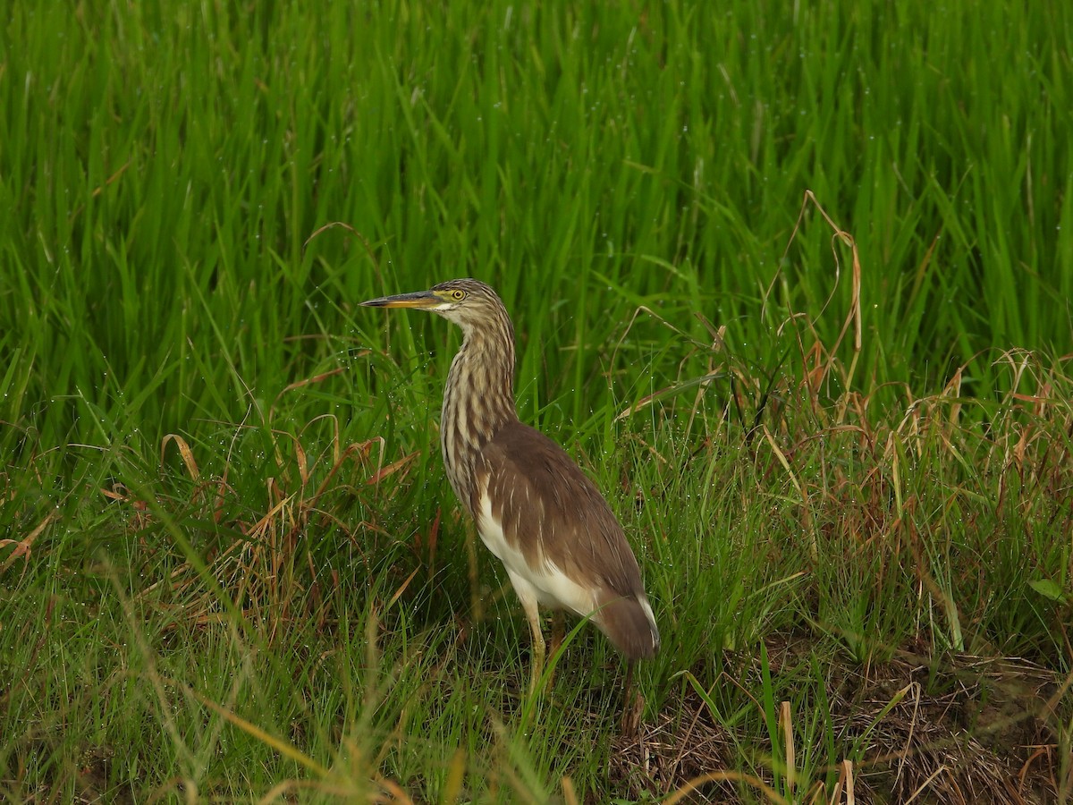 Ardeola sp. - ML647740823