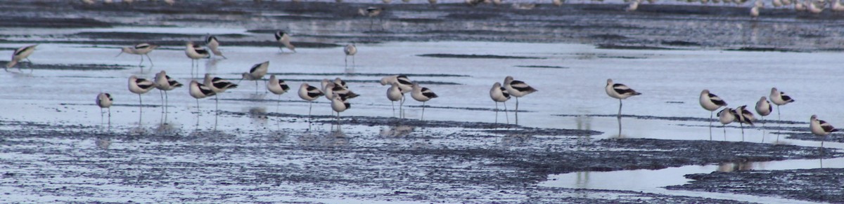 Американская шилоклювка - ML647740824