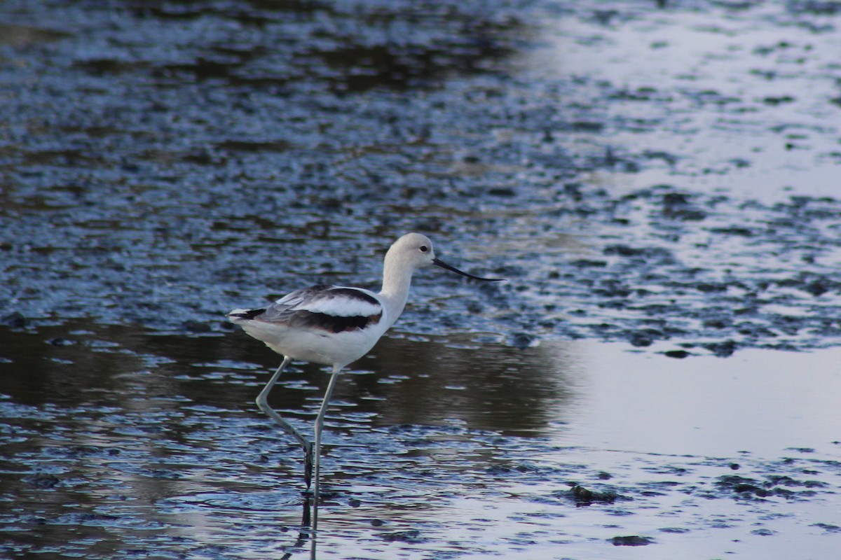 Американская шилоклювка - ML647740825